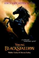 Young_Black_Stallion